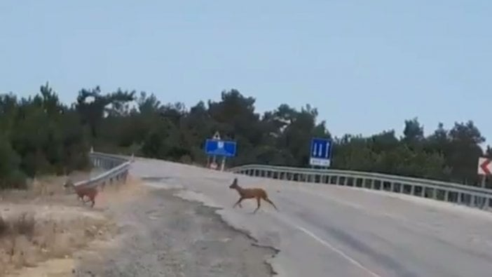 Kaz Dağları'nda katliamın sonucu: Ceylanlar kaçıyor