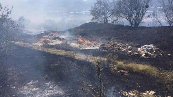 Manisa'da yaklaşık 300 zeytin ağacı yandı