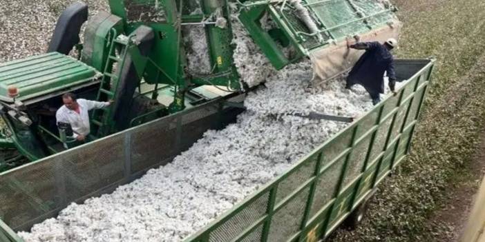 Şanlıurfa'da "Beyaz altın" isyanı