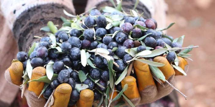 Kilis'te hasadı başladı: 100 dönümden 1 ton rekolte bekleniyor