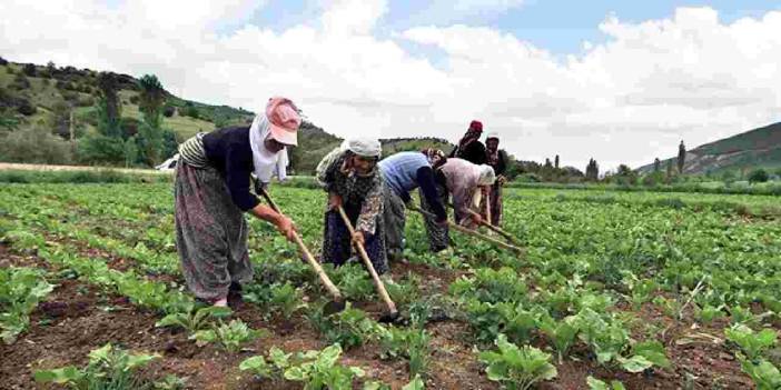 Çiftçilere tonlarca dağıtıldı