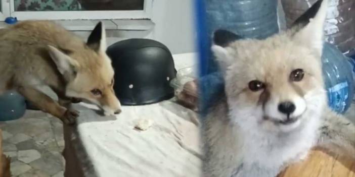 Tokat’ta yürekleri ısıtan anlar! Bahçesine giren tilkileri besledi