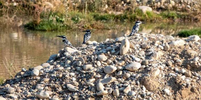Adıyaman'da böylesi ilk kez görüldü: İsrail'den Hindistan'a kadar yayılıyor