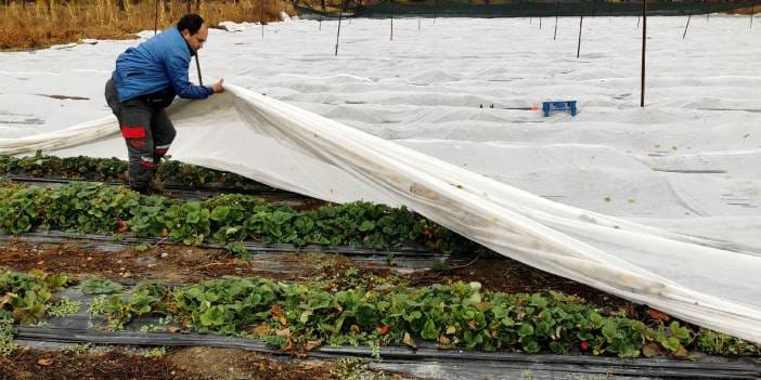Erzincan'da hasadı başladı: Isı tülü ile önlem alıyorlar! Görenler şok oluyor