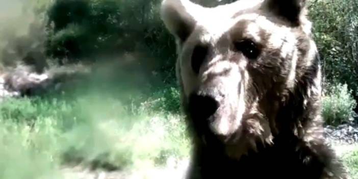 Yavrularıyla gezen ayı fotokapana saldırdı