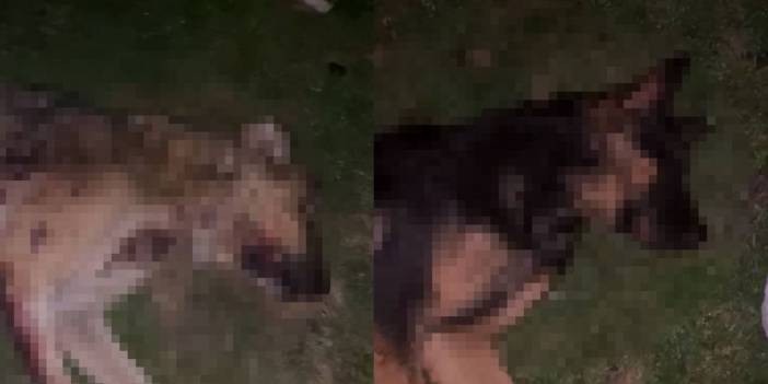 Samsun'da vahşet! 9 köpek tabancayla vurulmuş halde ölü bulundu