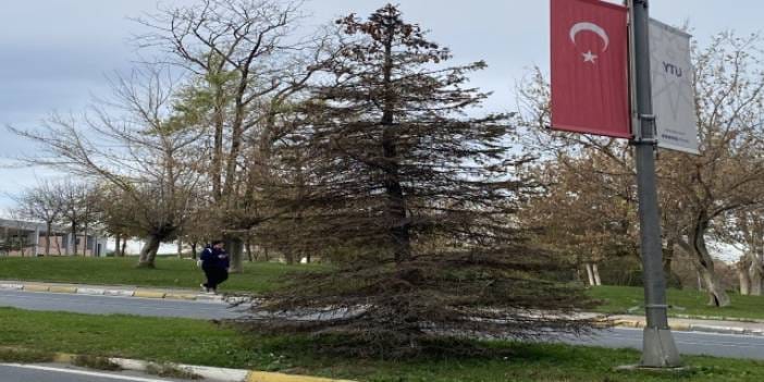 Süslenmesin diye zehirlediler mi? YTÜ’de gericiler ‘Yıldızlı Ağaç’a kezzap döktü iddiası