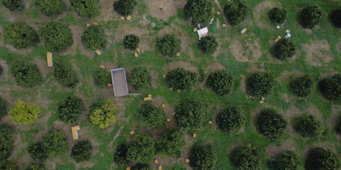 Günde 500 ton toplanıyor: Almanya ve Balkan ülkelerine gönderiliyor