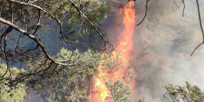 Hatay'da orman yangını: Havadan ve karadan müdahale!