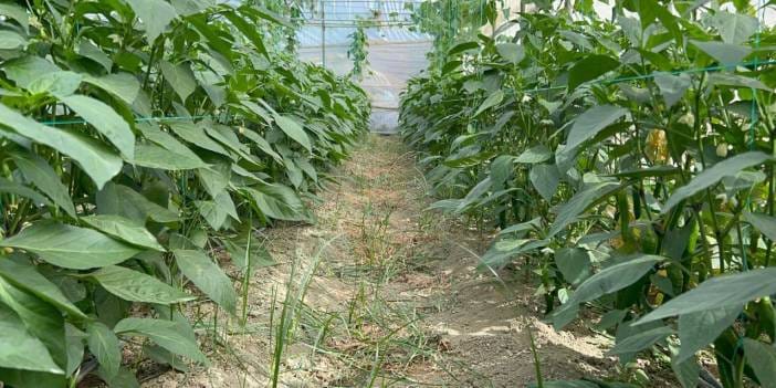 Türkiye'nin en acı biberinde hasat alarmı! Zayıflamak isteyenler tercih ediyor