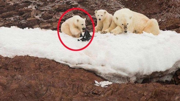 Kuzey Kutbu'na plastik yağıyor