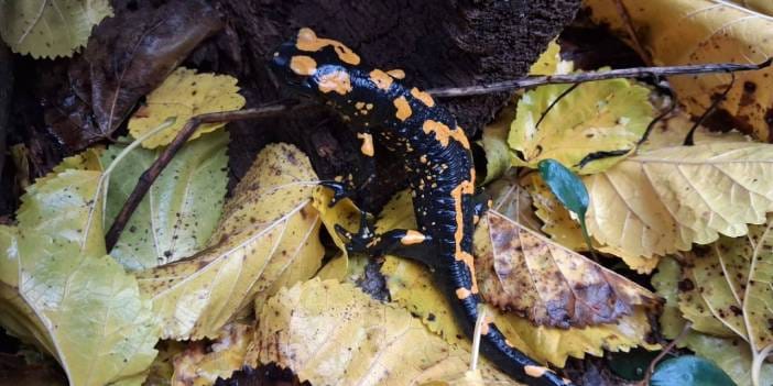 Nesli tehlike altında: Adana'da görüldü
