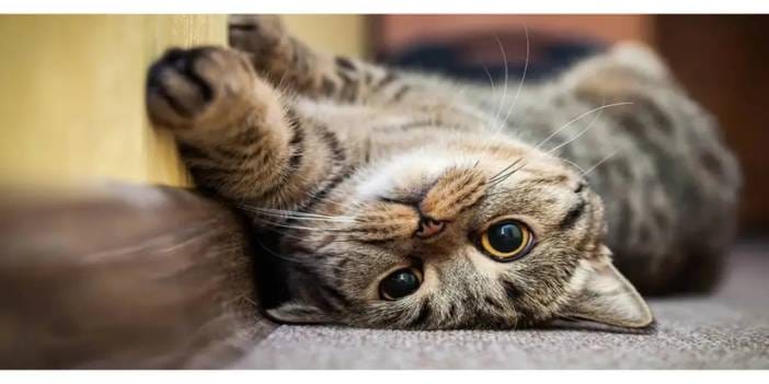 2000 yıl önce tahıl gemileriyle “miyav” deyip Avrupa’ya girdiler