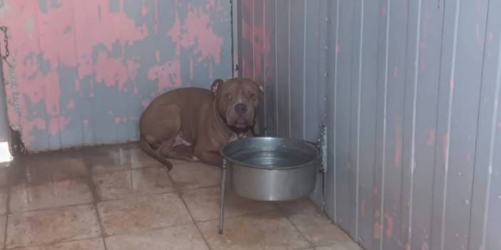 2 kardeşe saldıran pitbull ile ilgili 12 şikayet yapılmış