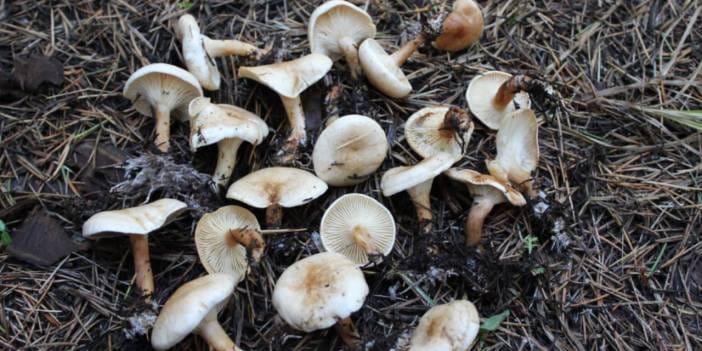 İstanbul'da 'mantar' tehlikesi: 1 ayda 60 kişi hastanelik oldu