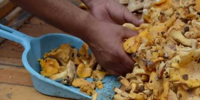 İstanbul’da mantardan zehirlenme vakaları arttı