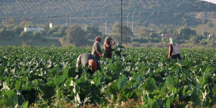 Hepsinin hasadı aynı anda başladı: Türkiye'nin dört bir yanına gönderiliyor