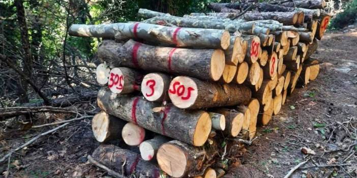 Milli Park'ta binlerce ağaç kesildi