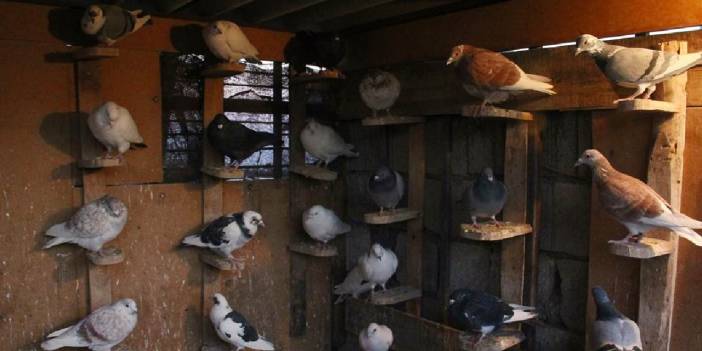 Türkiye'de bu da oldu: Güvercinlere bile haciz uygulandı, icradan satılığa çıktı