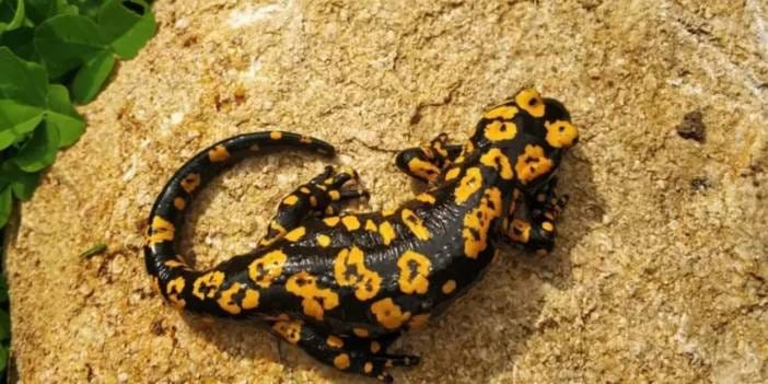 Nesli tükenmekte olan tür Erzincan'da çıktı