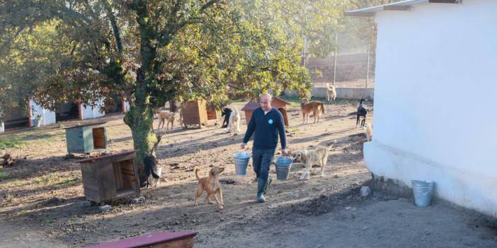 Sahiplendiği 2 köpeği sokağa bıraktı: Binlerce lira ceza kesildi