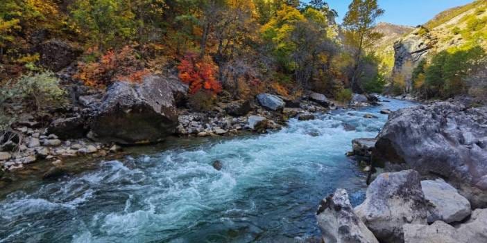 Tunceli'de 'Anadolu Parsı' sanılan hayvanın vaşak olduğu ortaya çıktı