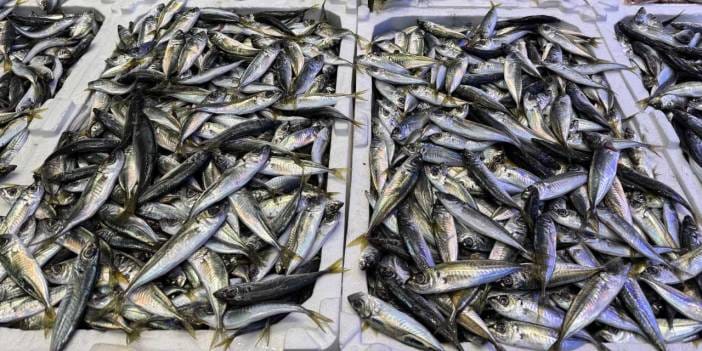 Hamsinin fiyatında dev artış: 10 gün önce 50 liraydı