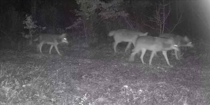 Karabük’te fotokapana kurt sürüsü ve yaban domuzu yansıdı