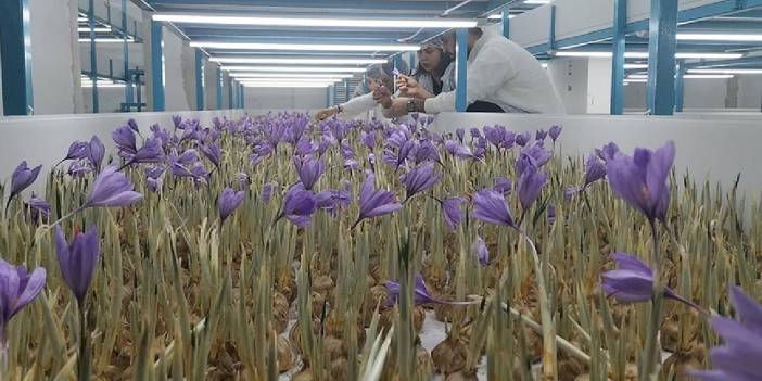 2 milyon lira maliyetle tesis kurdu: Gramı 650 TL'den 1 kilo 100 gram hasat bekliyor