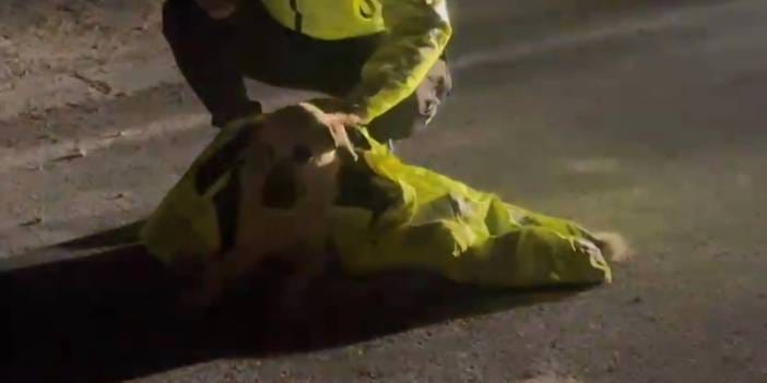 Yaralı köpeğin hali yürek burktu! Polis montunu çıkarıp üzerine örttü