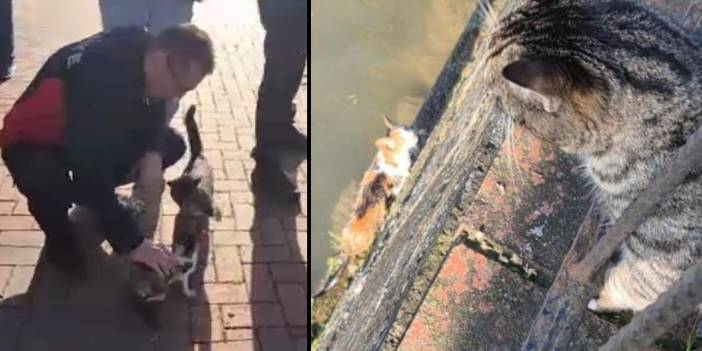 Anne kedi kurtarılan yavrusuna şamarı indirdi! Bir an olsun da başından ayrılmadı