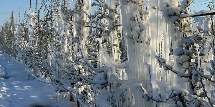 İzmir AKOM'dan zirai don uyarısı!