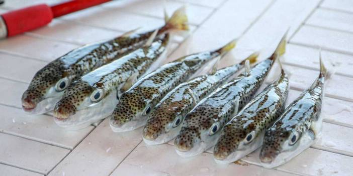 35 liralık balon balığından 1 milyon 227 bin 144 lira kazandılar