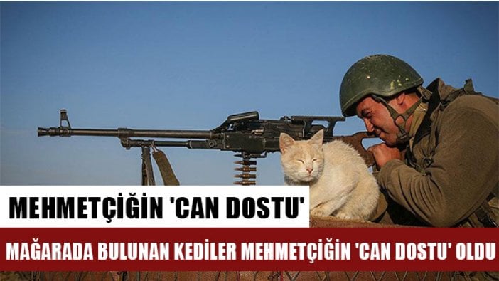 Mağarada bulunan kediler Mehmetçiğin 'can dostu' oldu