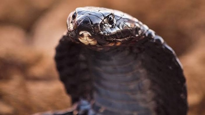 Almanya'da polis ve itfaiye teyakkuza geçti: Evden kaçan kobra aranıyor