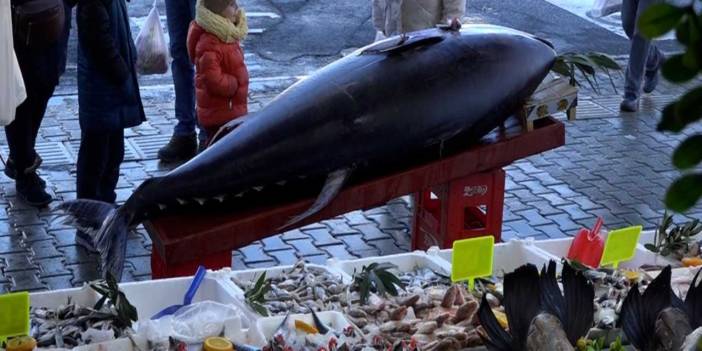 353 kiloluk dev orkinosu 12 kişi zor zapt etti