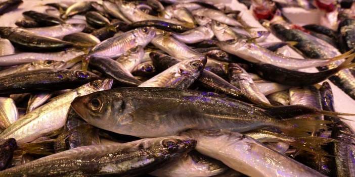 Trabzon’da balık alarmı! Tezgahlarda hamsi yok