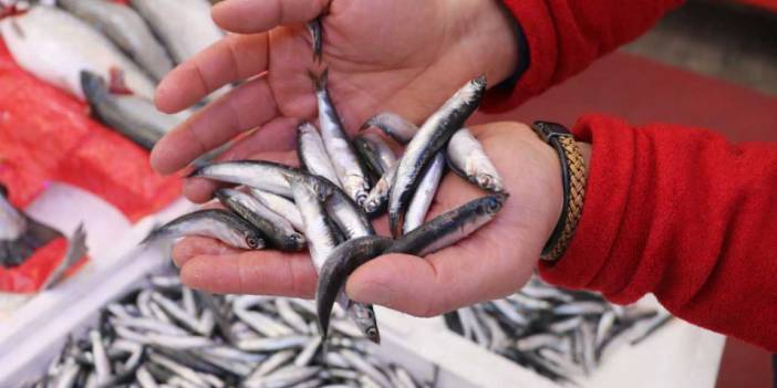 Hamsiler Türkiye'den kaçtı