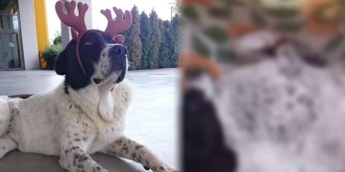 Yerel gazete hedef gösterdi, görevliler harekete geçti: Mahallenin 15 yıllık köpeği böyle öldürüldü