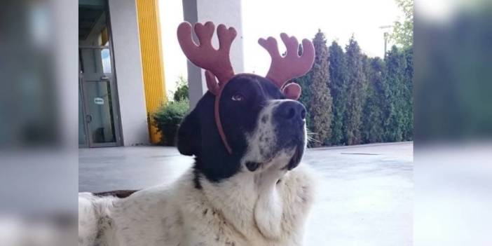 'Matmazel'in ölümüne soruşturma! Gömüldüğü yerden çıkarıldı