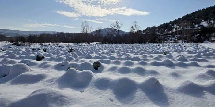 Kar altında hasat devam ediyor: Tanesi 20 kiloya kadar çıkıyor