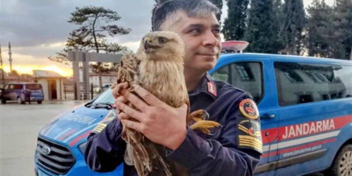 Tavukların arasında yaralı bulundu: Kanadı kırık şahin tedaviye alındı