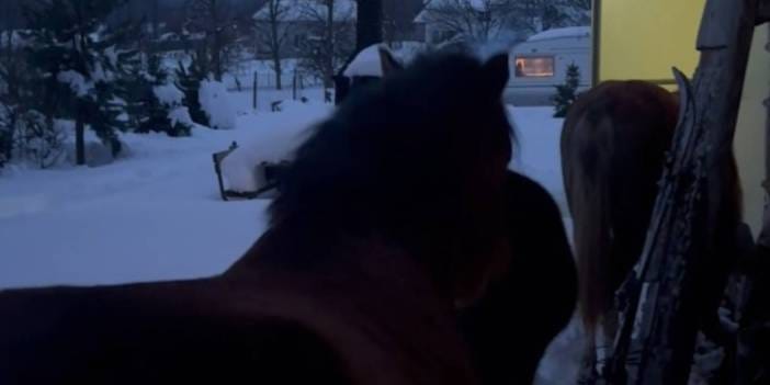 Bolu'da kar esareti: Aç kalan yılkı atları evlerin bahçelerine girdi