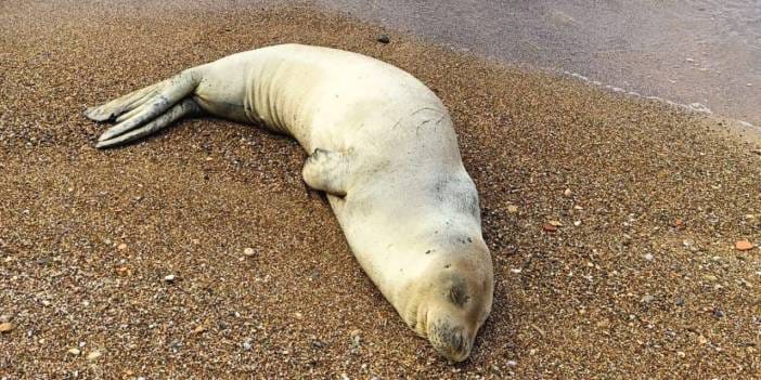 Antalya'da kıyıya Akdeniz foku vurdu