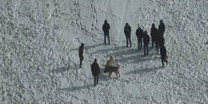 Köpek dövüştürenler dronu görünce arkalarına bakmadan kaçtı