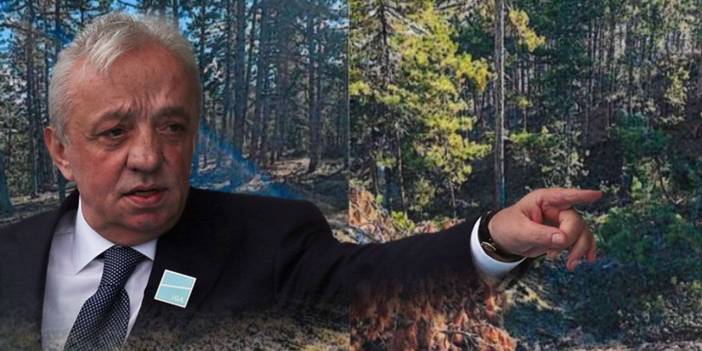Cengiz'in Sinop'taki maden projesine onay çıktı: 224 bin ağaç kesilecek!
