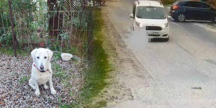 Datça'da vahşetin görüntüsü! Aracını köpeğin üzerine sürdü