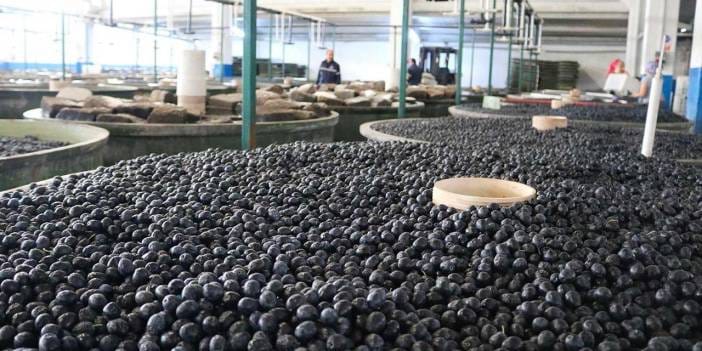 Türkiye'nin zeytin devi 13 Şubat’ta 860 milyon lira ödeme yapacak