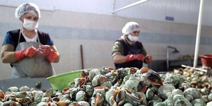 Karadeniz'i istila ettiler: Türkiye 1 yılda 20 milyon dolar kazandı