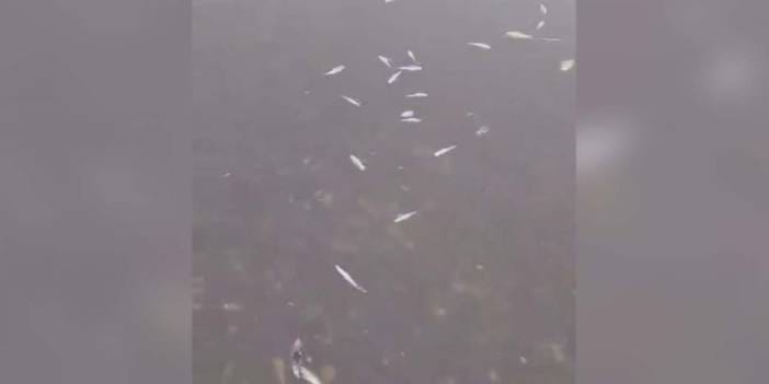 Tekirdağ'da kuraklık alarmı: Karaiğdemir Barajı'nda toplu balık ölümleri